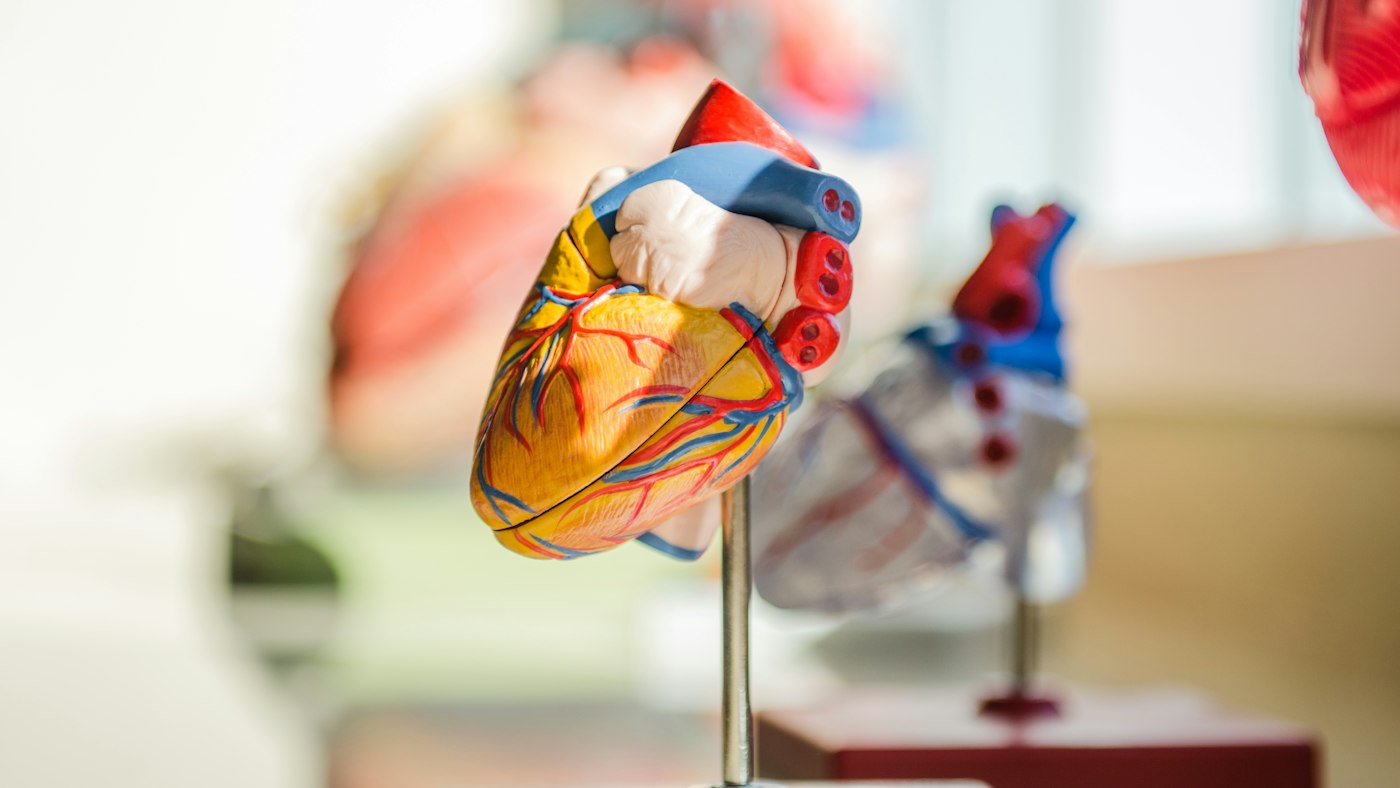 Anatomical model of a human heart on a stand